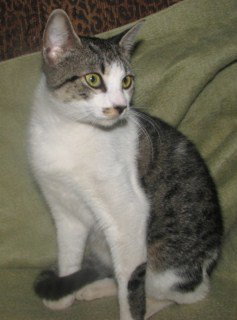 Sharon