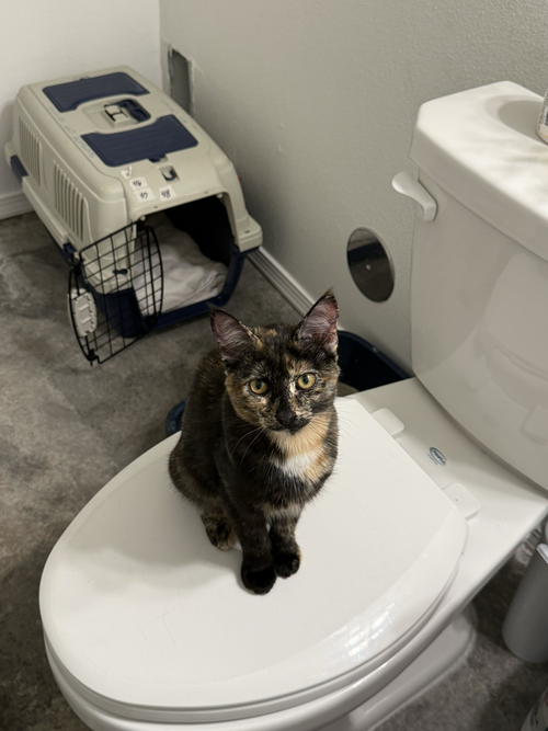 Photo 3 of Maci