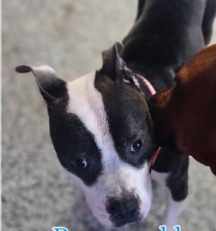 Faux, a dog for adoption from Paws 2 The Walls Cafe