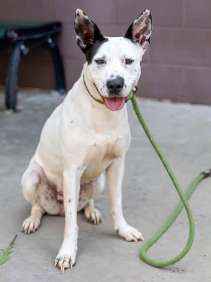 Porrige, a dog for adoption from Paws 2 The Walls Cafe