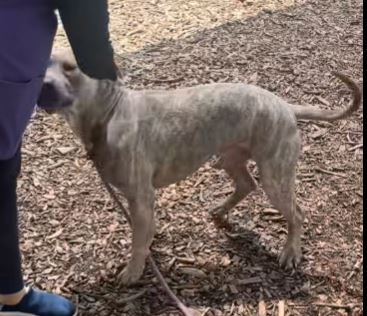 Po Boy, a dog for adoption from Paws 2 The Walls Cafe