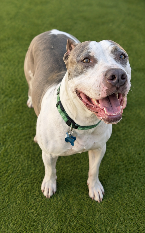 Filbert, a dog for adoption from Paws 2 The Walls Cafe