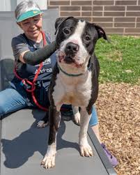 Waldorf, a dog for adoption from Paws 2 The Walls Cafe