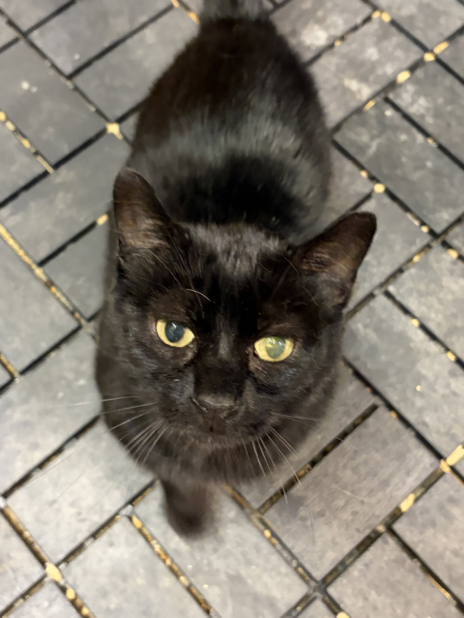 Church, Domestic Short Hair