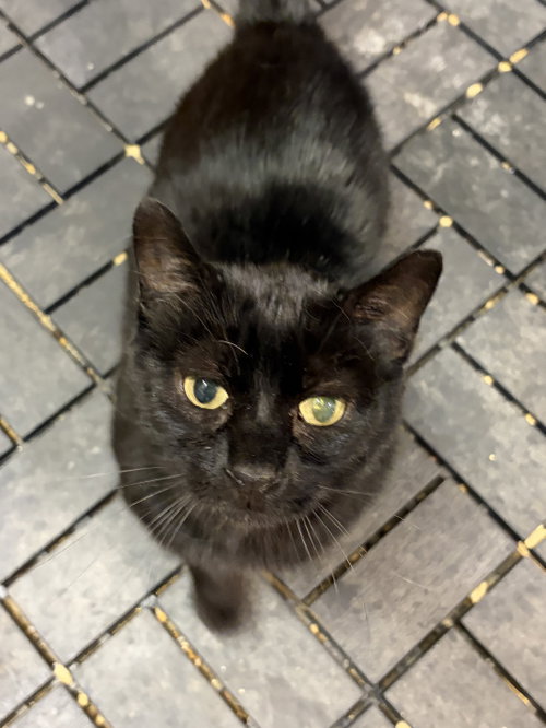 Church, a cat for adoption from The Purrpose - It's About the Cats