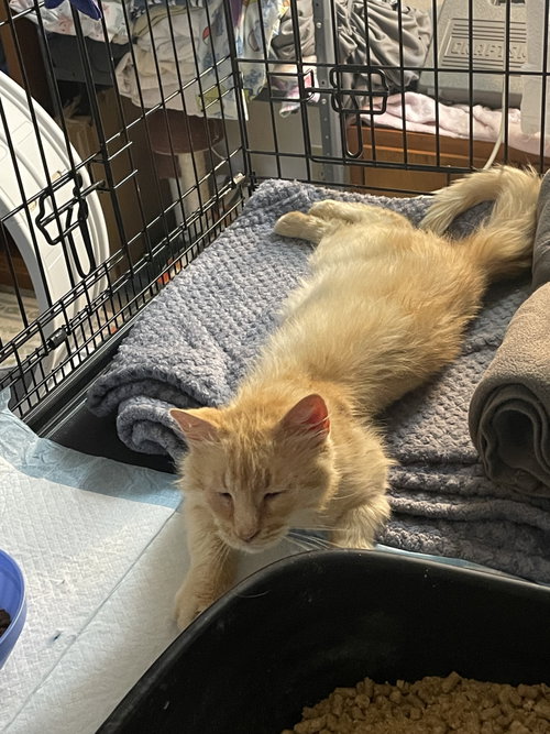 Everett, a cat for adoption from The Purrpose - It's About the Cats