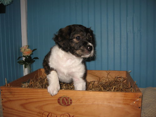 Oakley