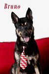 Bruno