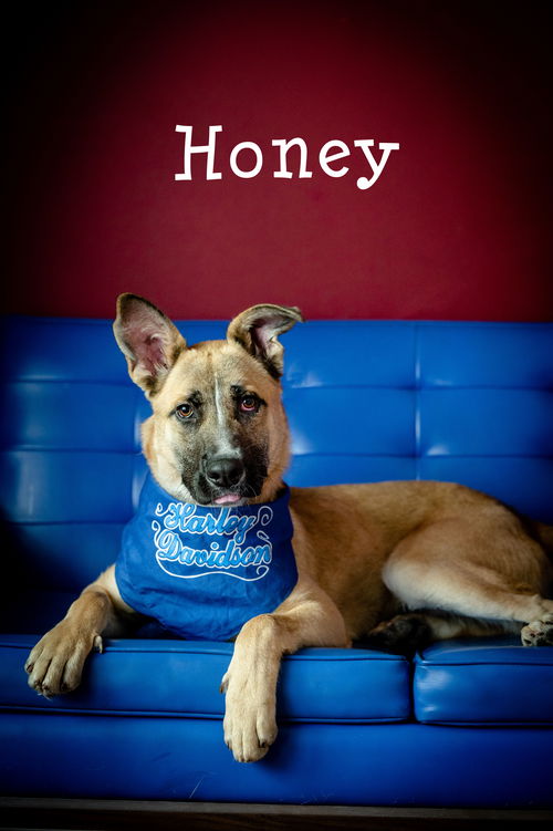 Honey