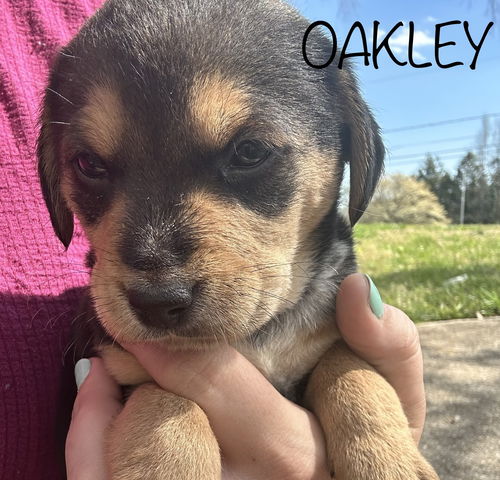 Oakley