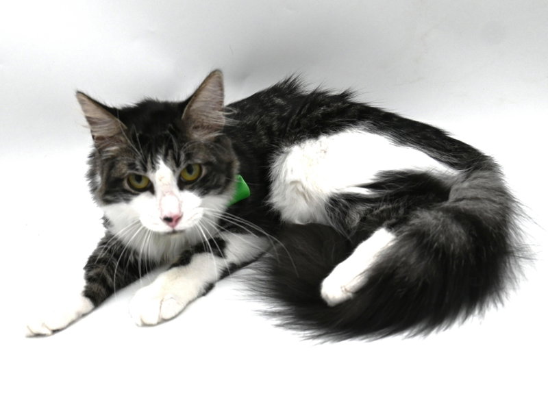 Balboa, a male kitten up for adoption