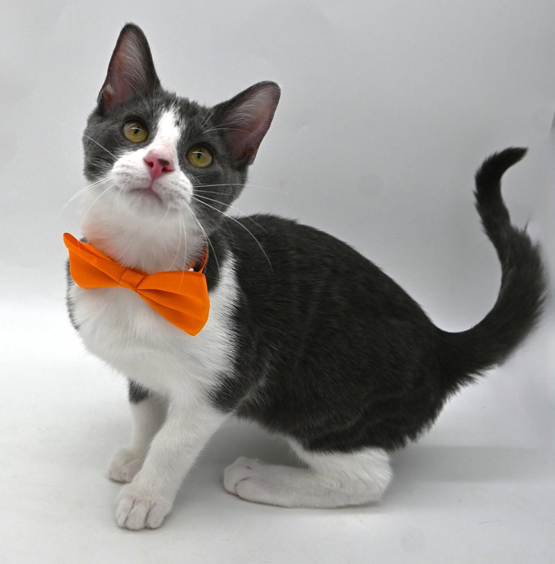 Gala, a male kitten up for adoption