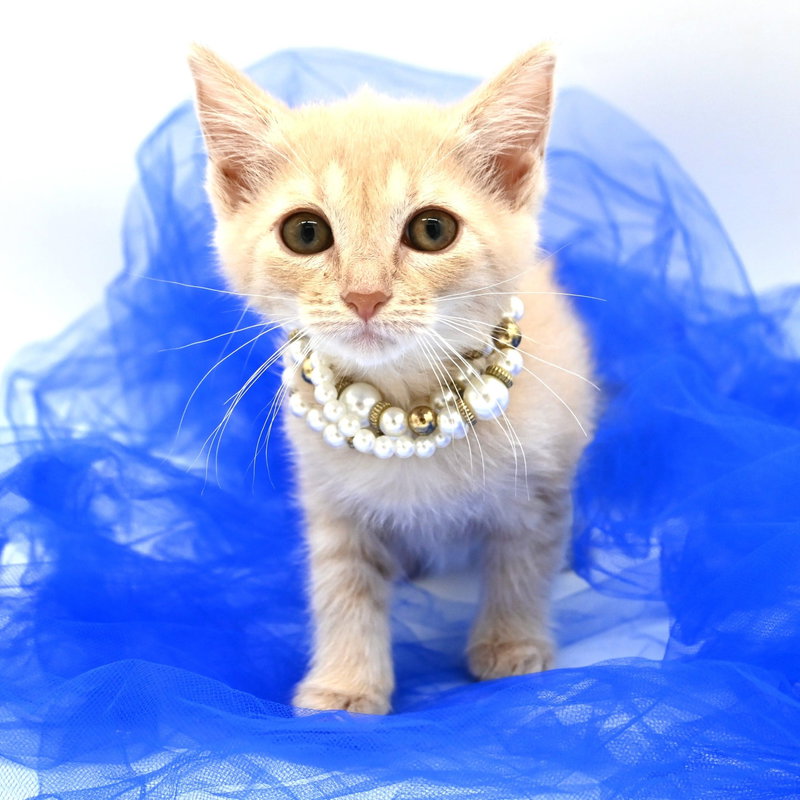 Lemon Drop, a female kitten up for adoption