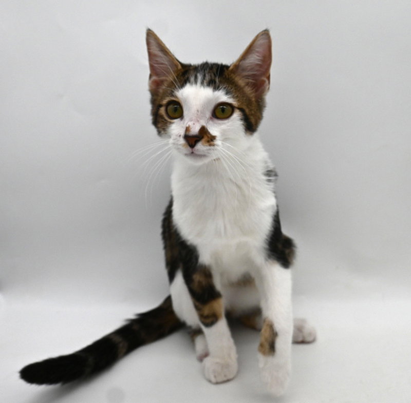 Little Foot, a male kitten up for adoption