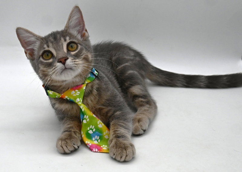 Moonie, a male kitten up for adoption