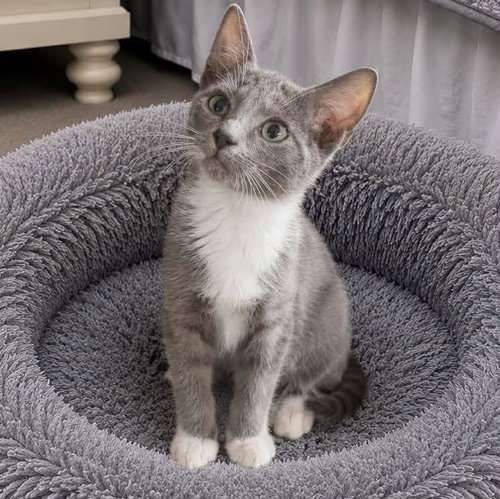 Delvin, a male kitten up for adoption