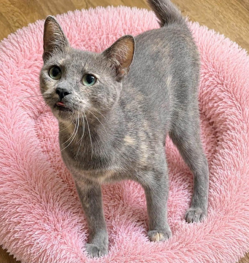 Tali, an adult female Dilute Calico cat up for adoption