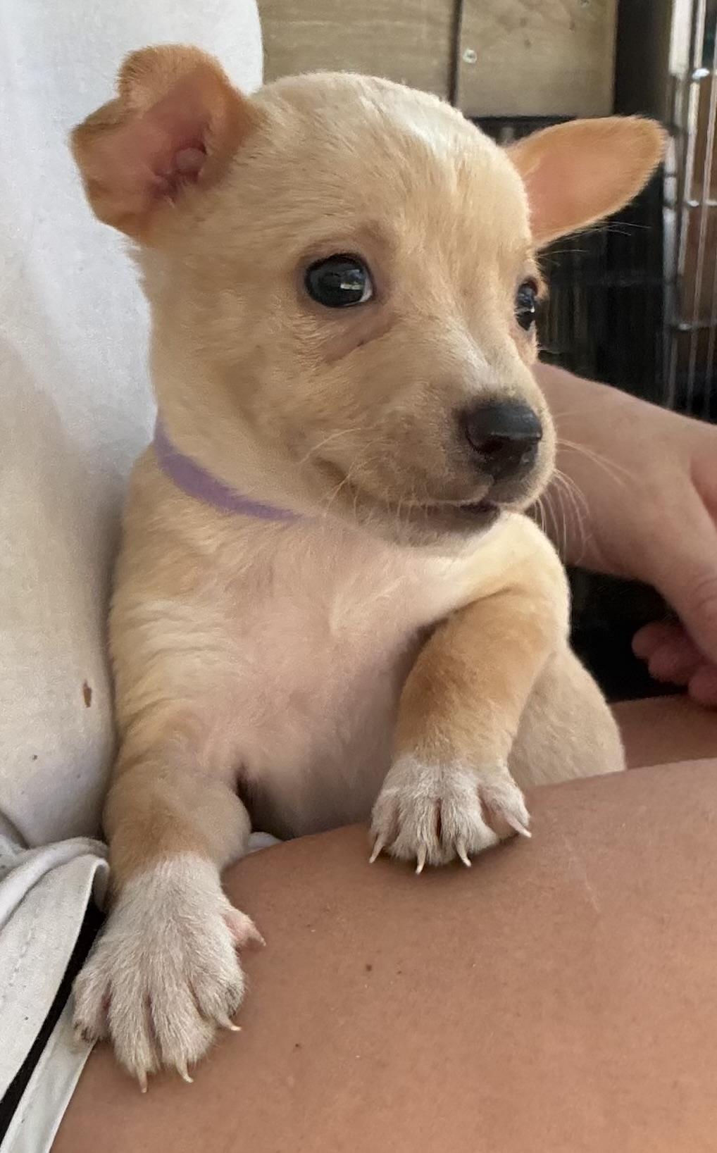 Kiki