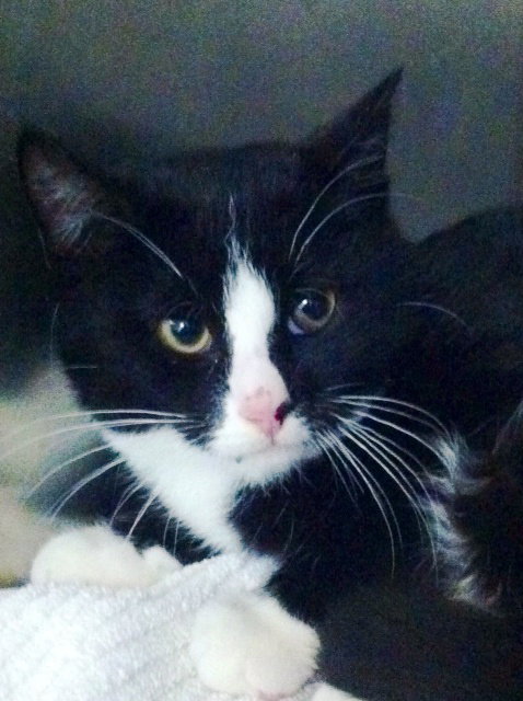 Photo 4 of Ninja