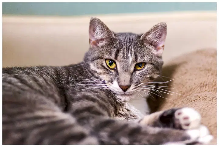 Gonzo - Domestic Short Hair