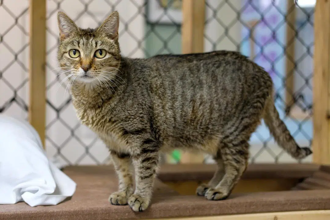Gidget - Domestic Short Hair