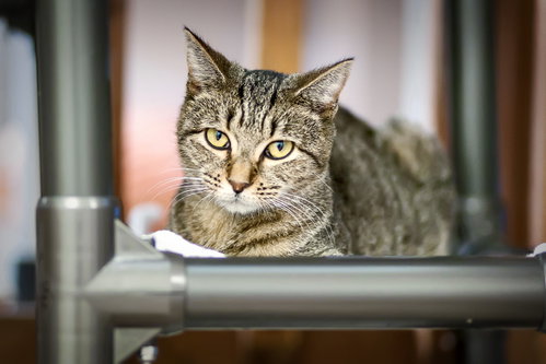 Photo 4 of Gidget