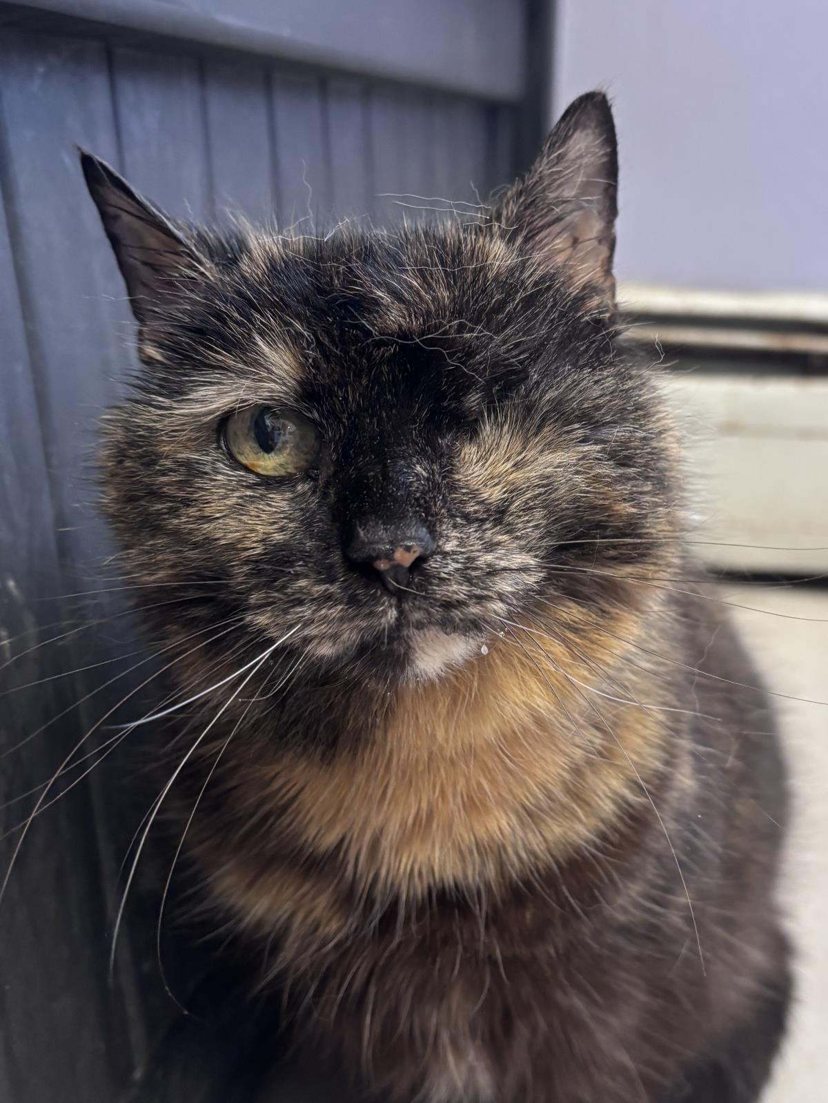 Curie, cat — photo 1 of 2