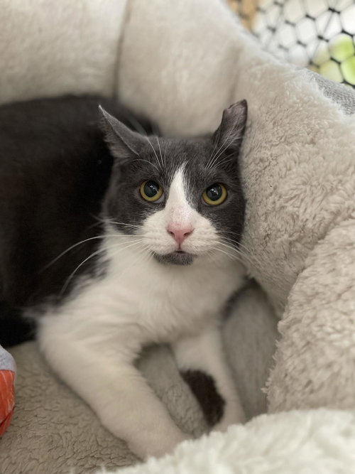 Eric, a cat for adoption from Mid Hudson Animal Aid