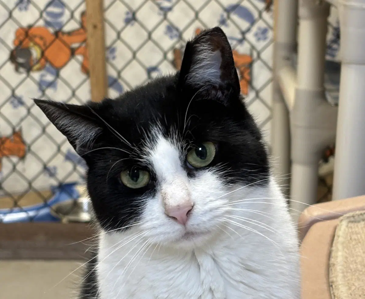 Kitty image 1