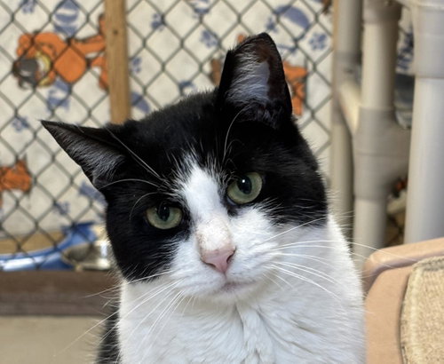 Kitty, a cat for adoption from Mid Hudson Animal Aid