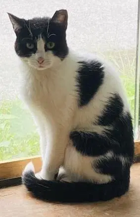 Kitty image 2