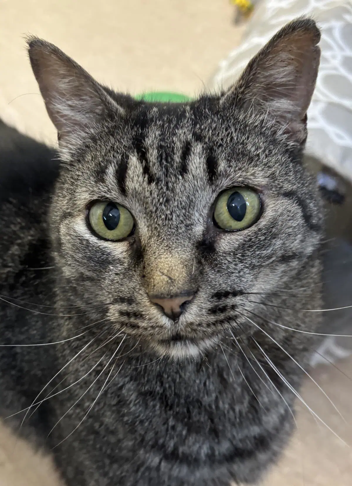 Pico - Domestic Short Hair
