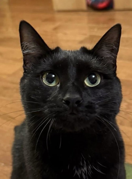 Levina, a cat for adoption from Mid Hudson Animal Aid