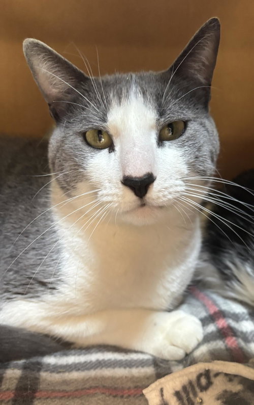 Sanji, a cat for adoption from Mid Hudson Animal Aid