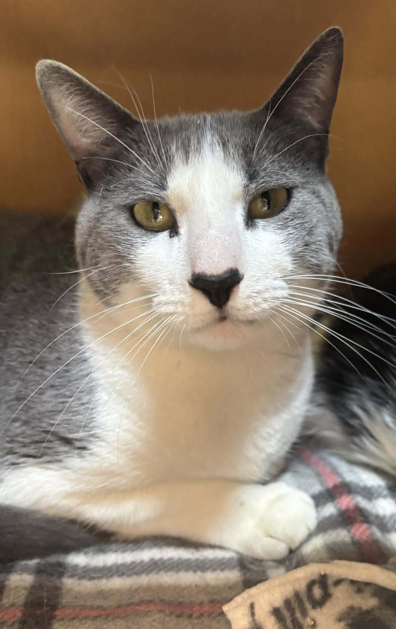 Sanji, an adult male cat up for adoption