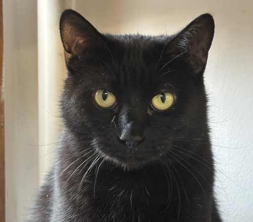 Zena, a cat for adoption from Mid Hudson Animal Aid