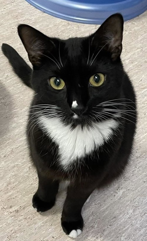 Lalla, a cat for adoption from Mid Hudson Animal Aid