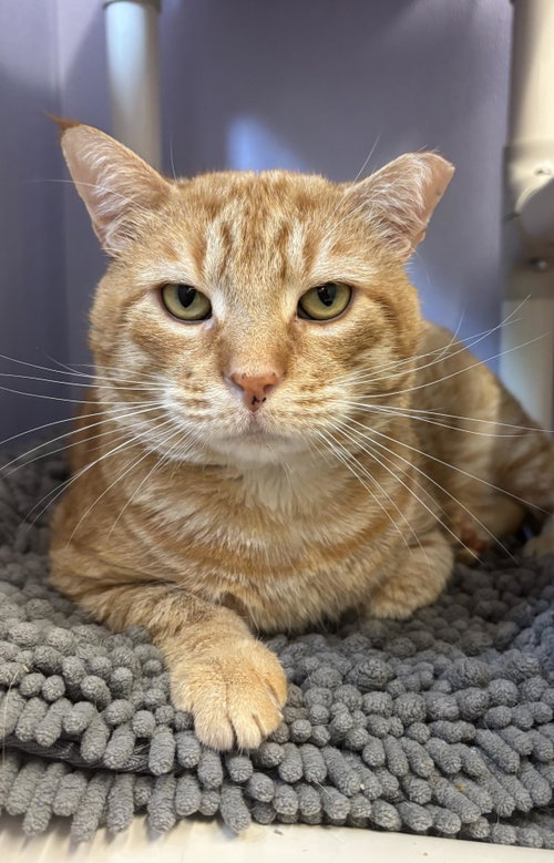 Oakie the Acorn, a cat for adoption from Mid Hudson Animal Aid