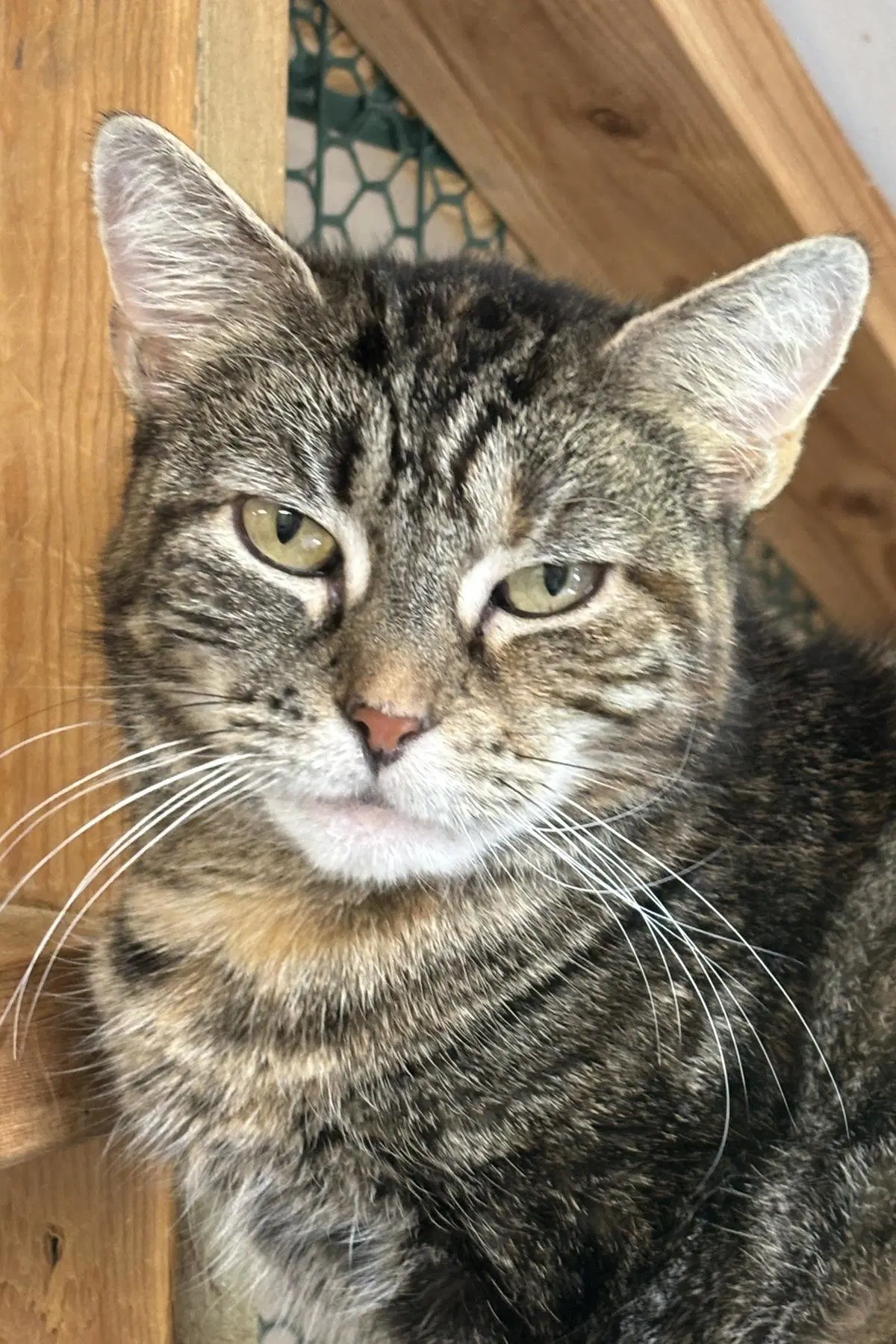 Charmaine - Domestic Short Hair