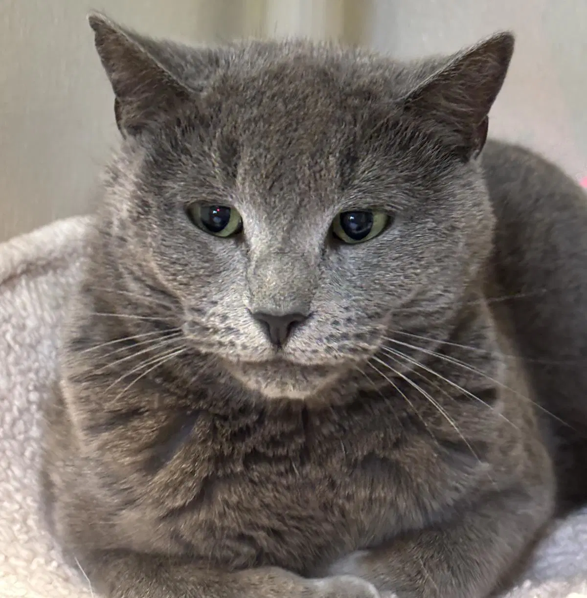 Chandler - Domestic Short Hair