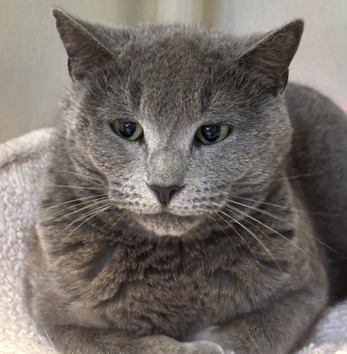 Chandler, a cat for adoption from Mid Hudson Animal Aid