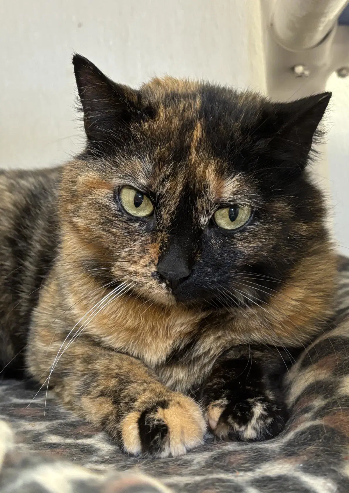 Umbra - Domestic Short Hair