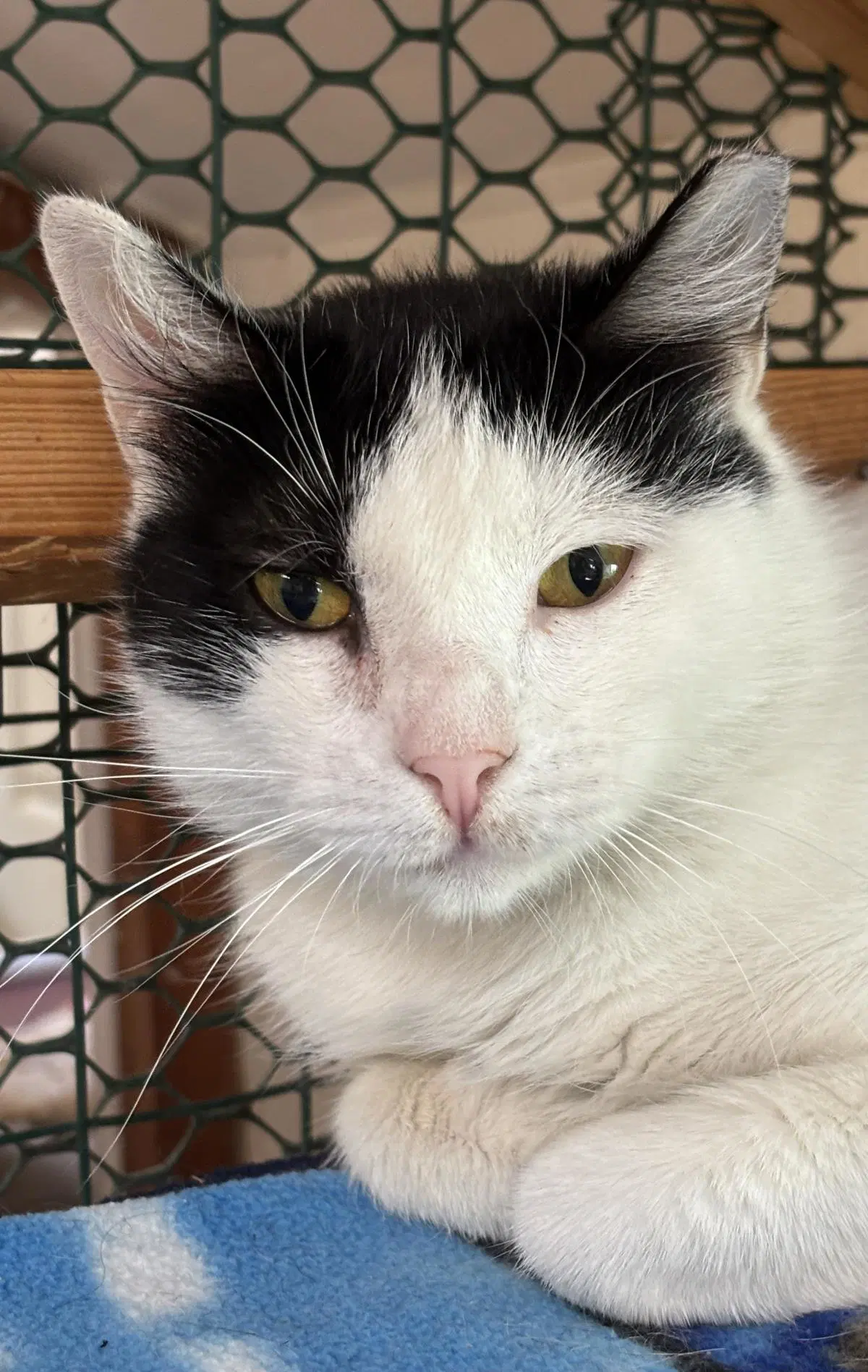 Eris - Domestic Short Hair