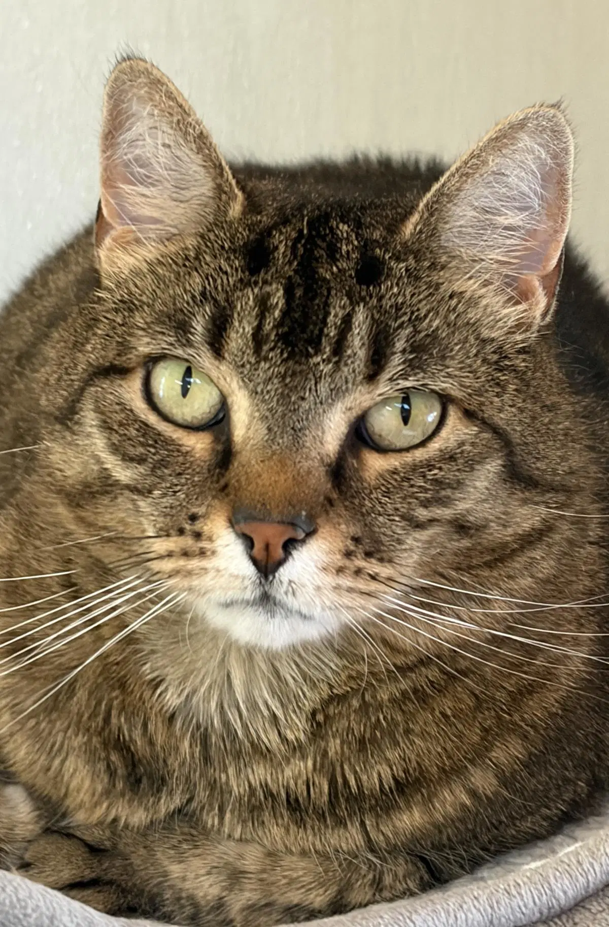 Avida - Domestic Short Hair