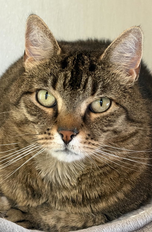 Avida, a cat for adoption from Mid Hudson Animal Aid