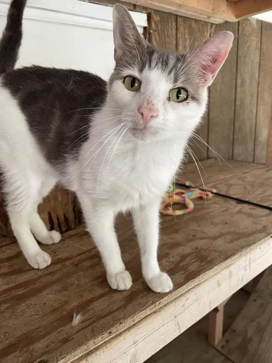 Odinson - Domestic Short Hair