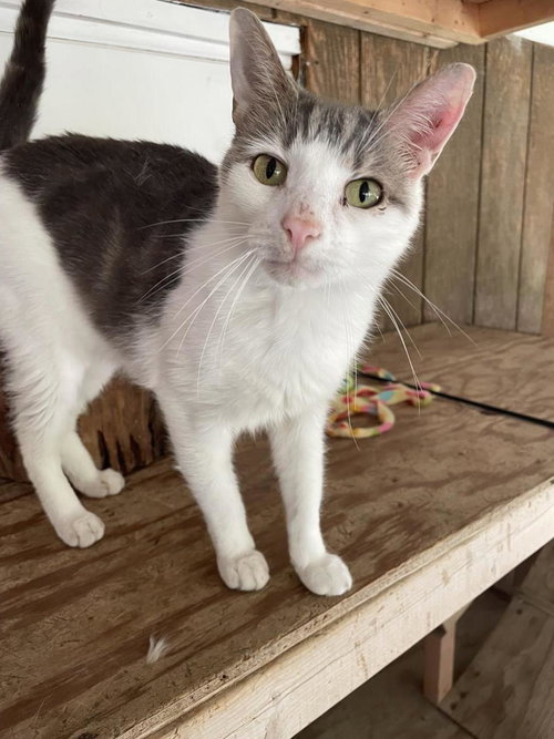 Odinson, a cat for adoption from Mid Hudson Animal Aid