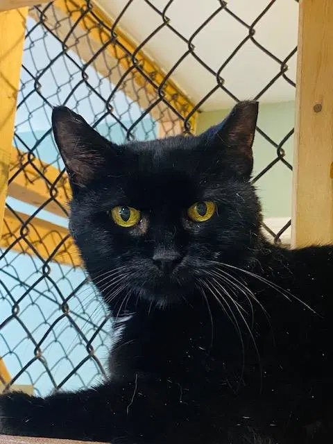 Tobias - Domestic Short Hair