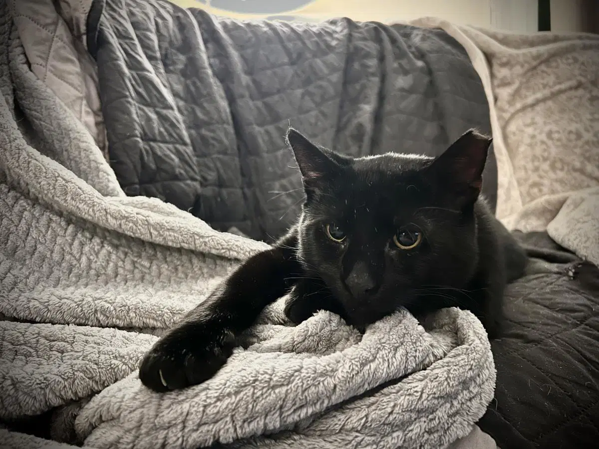 Templeton - Domestic Short Hair