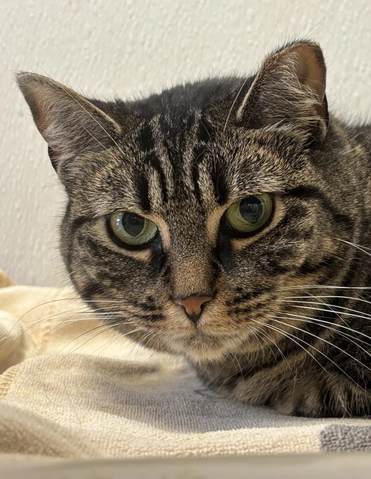 Glimmer - Domestic Short Hair